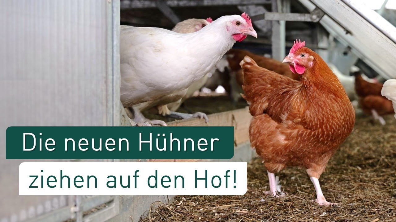 Die neuen Hühner kommen! Diese Vorbereitungen sind wichtig für einen guten Start🐔 Tipps vom Landwirt
