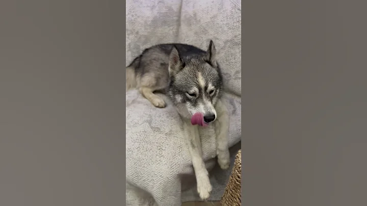 Video 9251821: britishshorthair cat cute kitten, britishshorthair cat funny kitten, britishshorthair golden cat