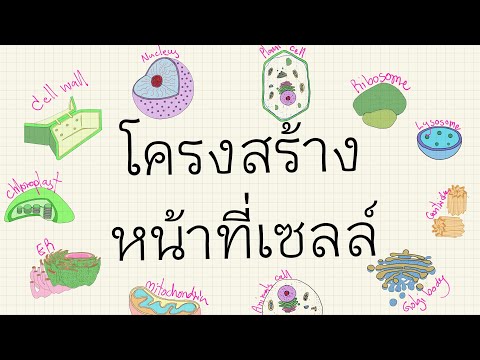 วีดีโอ: โครงสร้างและหน้าที่ของเครื่องวิเคราะห์ภาพ