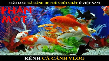 CÁC LOẠI CÁ CẢNH ĐẸP DỄ NUÔI NHẤT Ở VIỆT NAM PHẦN 1| Ornamental fish