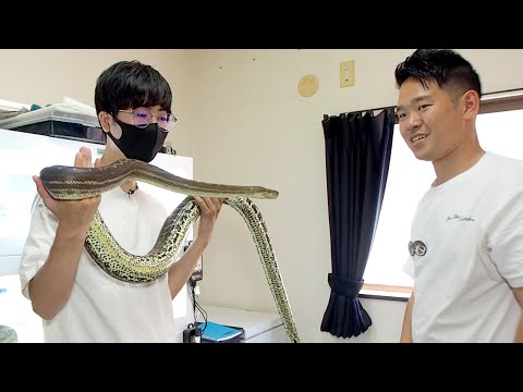The largest carpet python is too big - YouTube