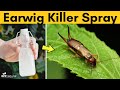 Homemade Earwig Killer Spray to Get Rid Of Earwigs in the Your House Garden and Potted Plants