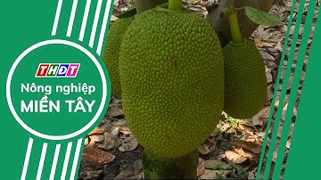 Giá mít Thái sau Tết tăng mạnh | Nông nghiệp Miền Tây