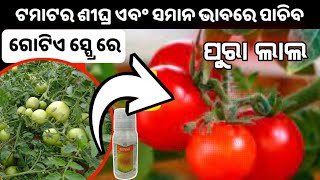 Sabu Tomato Pura Lal Heba Tomato Chasa Kemiti Kariba Bayer Ethrel Plant Growth Regulator Odia