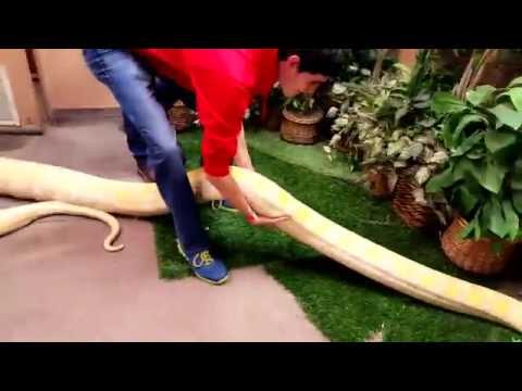 Could you lift a 250LB Python?