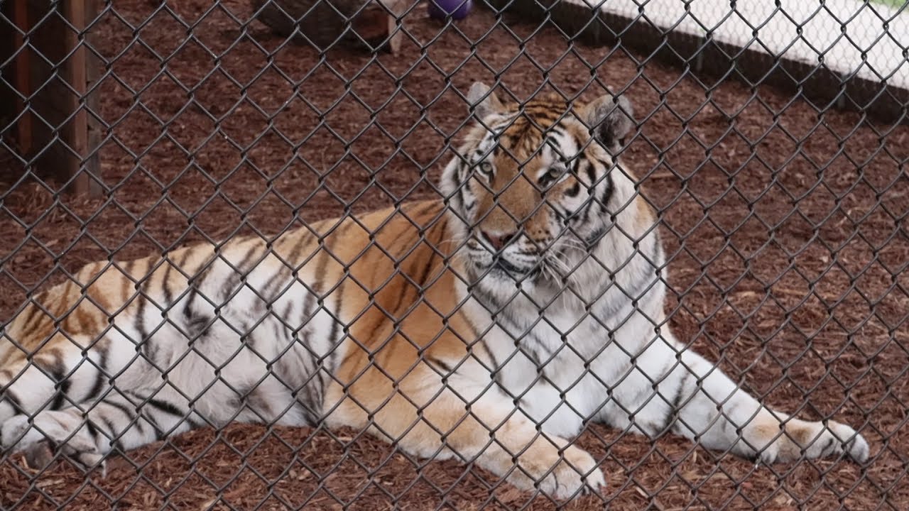 puppy paradise We Went To A Big Cat Reserve For A Behind The Scenes Tour! | Central Florida Animal Reserve!