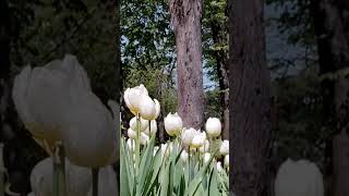 ♦  White Tulips  #shorstyoutube #flowers #shortsvideo #tulip #shortsyoutube #nature #relax #pink