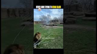 Other Lions Vs Last One