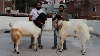Quality Kota Bakre At Ahad Goats Bhopal