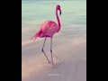 فلامنجو    نجومي
