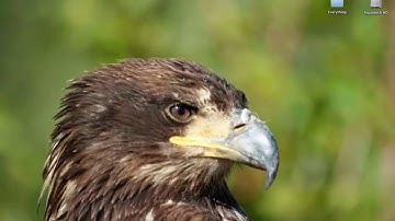 New Snow Leopard Feature - Screen video Capture (Screen Recording)