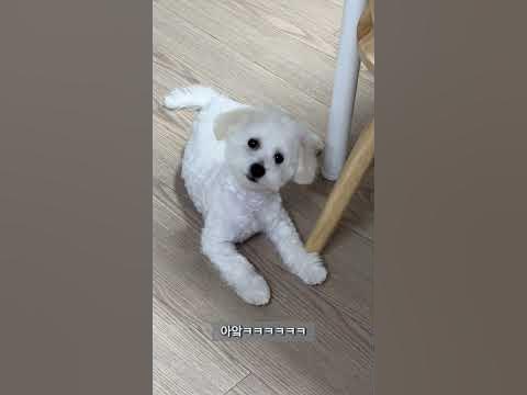 미용전 고창석, 미용후 최양락 (비숑 베냇미용 전후) - Youtube