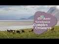 Understanding Complexity in Nature