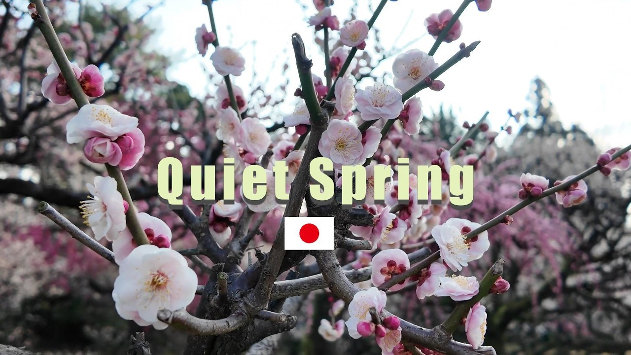 Why Plum Blossoms Bloom Before Sakura in Japan