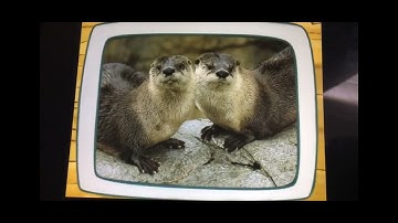 Go Diego Go Puzzle River Otters From Save The Otters