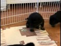 Puppies Tibetan Mastiff - Щенки тибетского мастифа (2).mp4