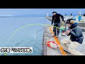 【驚愕】師匠の仕掛け!! ギガアジを狙ったら堤防から大物が連発したアミエビ+スピニング+PEライン+の妻 そして、料理はなぜこんなことに。。。 直江津港第3堤防(ハッピーフィッシング)