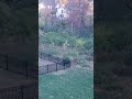 Deer behind the house...