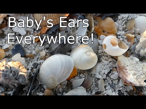 Amazing Shelling In North Carolina 