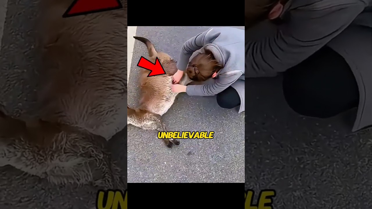 She Returned To Say Thank You! 🥺🙏🦘#shorts #animalrescue #humanity
