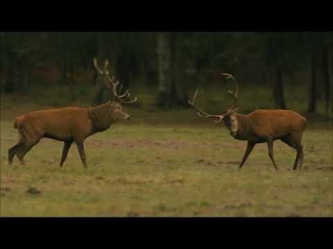 صوت الأيل أو ظباء ايل صراع ذكر الأيل في موسم التزاوج