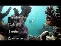 Red sea freediving