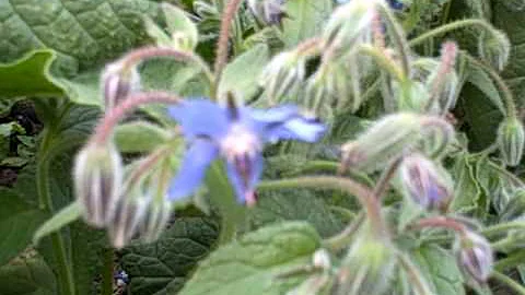 Can I eat borage flowers?