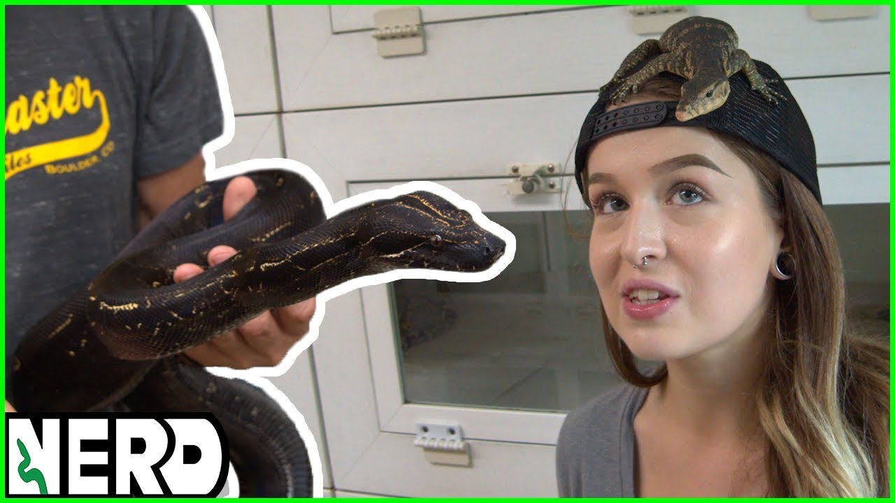 Checkout these INSANE reptiles we are bringing to Tinley Park Expo