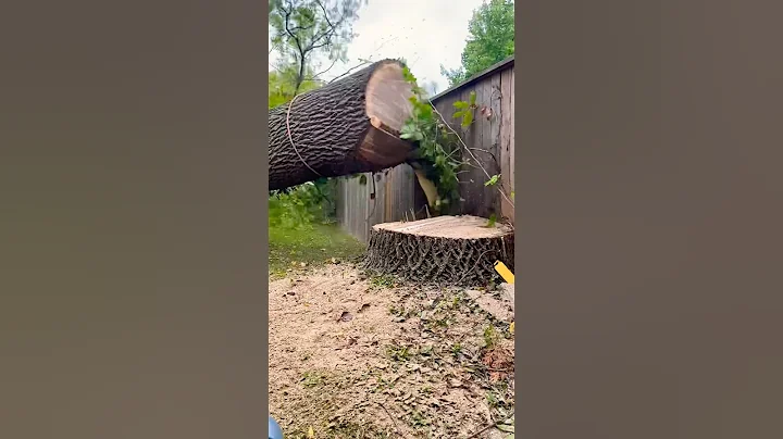 Luck or skill? #treeremoval #treeservice #treebgone #chainsaw #stihl #arborist #trees #londonontario