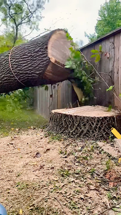 Keberuntungan atau keahlian? #penebanganpohon #jasapohon #pohonhilang #gergajimesin #stihl #arboris #pohon #londonontario