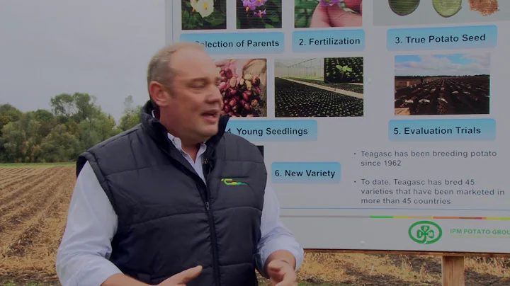 Potato Breeding - Rooster Fest 18