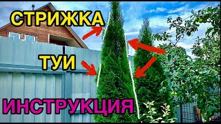 🌲TUIA CUT ✂️instructions✅How to cut a thuja correctly ❓❗️Answers to questions