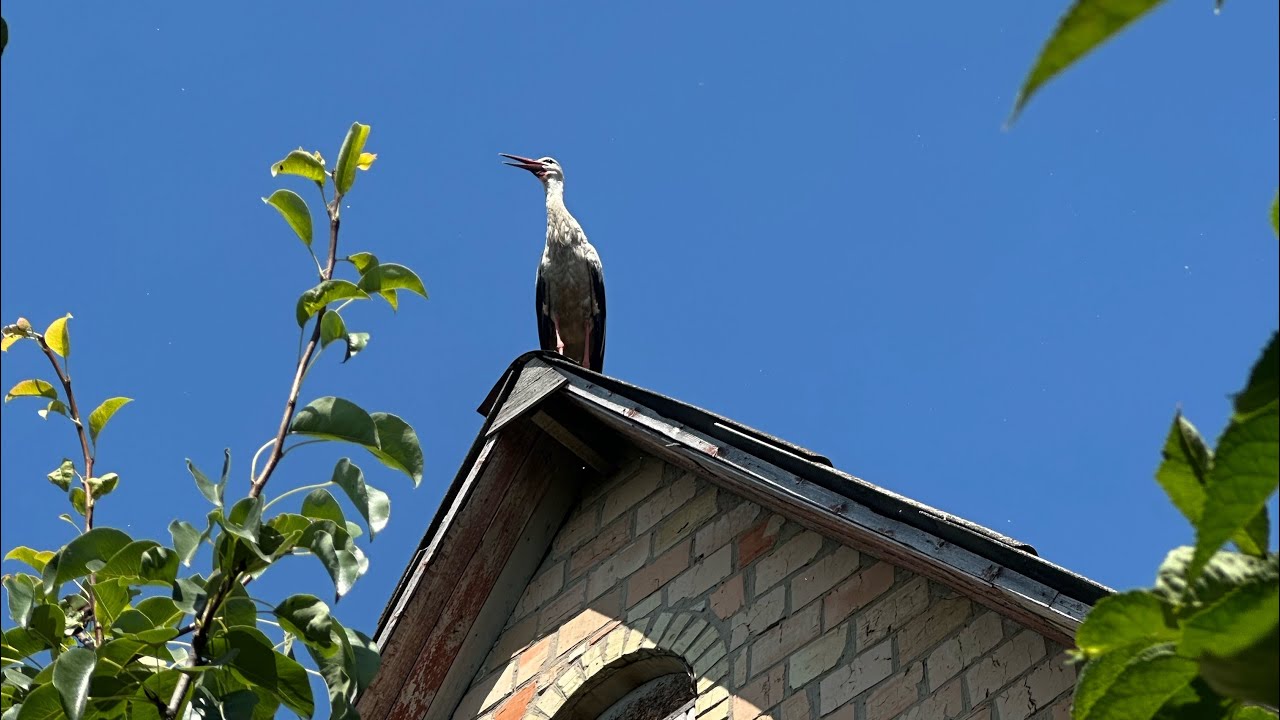 Продовжую прибирати в будинку, який дістався мені у спадщину, тепер вітальня Прилетів красень лелека