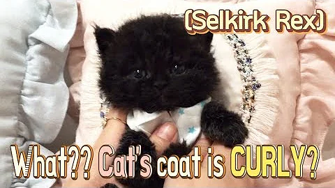 Watch the video about Kitten's coat is curly Selkirk Rex - Cutest Kittens KimsKennelUS