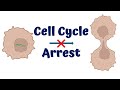 How dna damage arrests the cell cycle