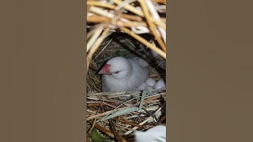 java sparrow breeding progress || albino female java incubating eggs|| first time keeping java
