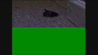 turtle vs hermit crab Can Hermit Crabs Eat Turtle Food Turtles