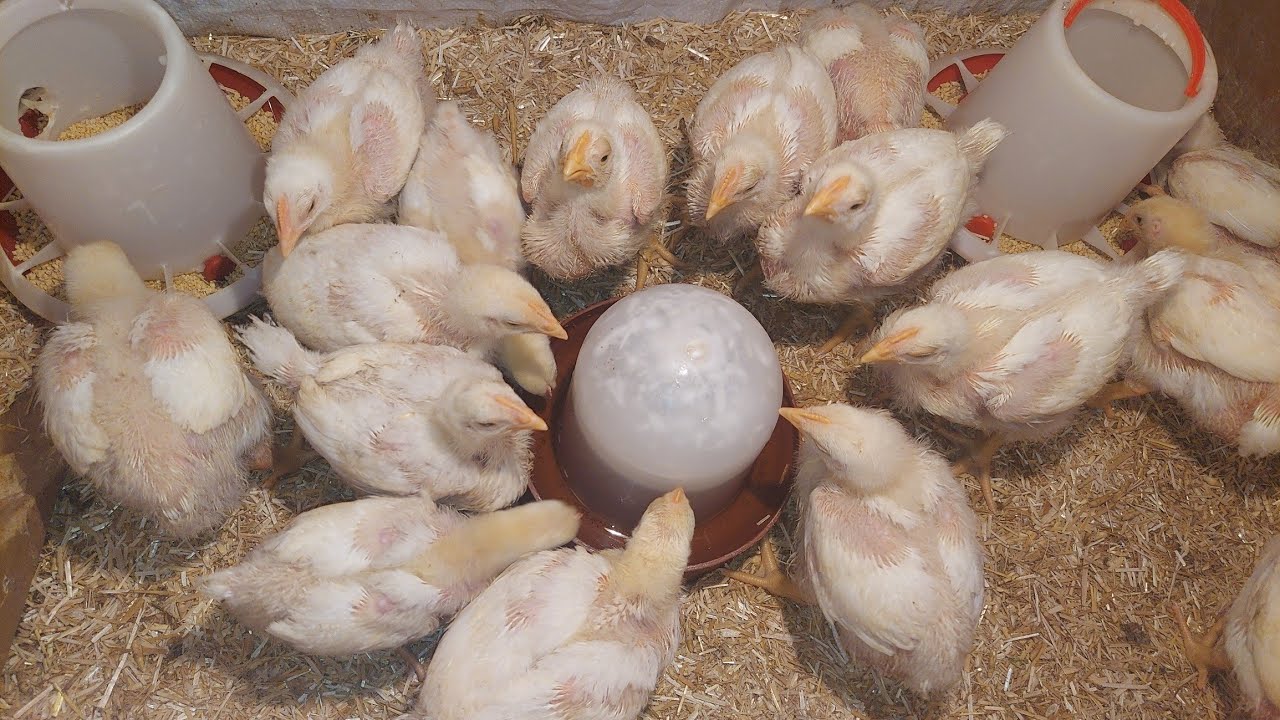 جربيها ف اي عمر هتعالج البرد والعطس والخنفره بسرعه