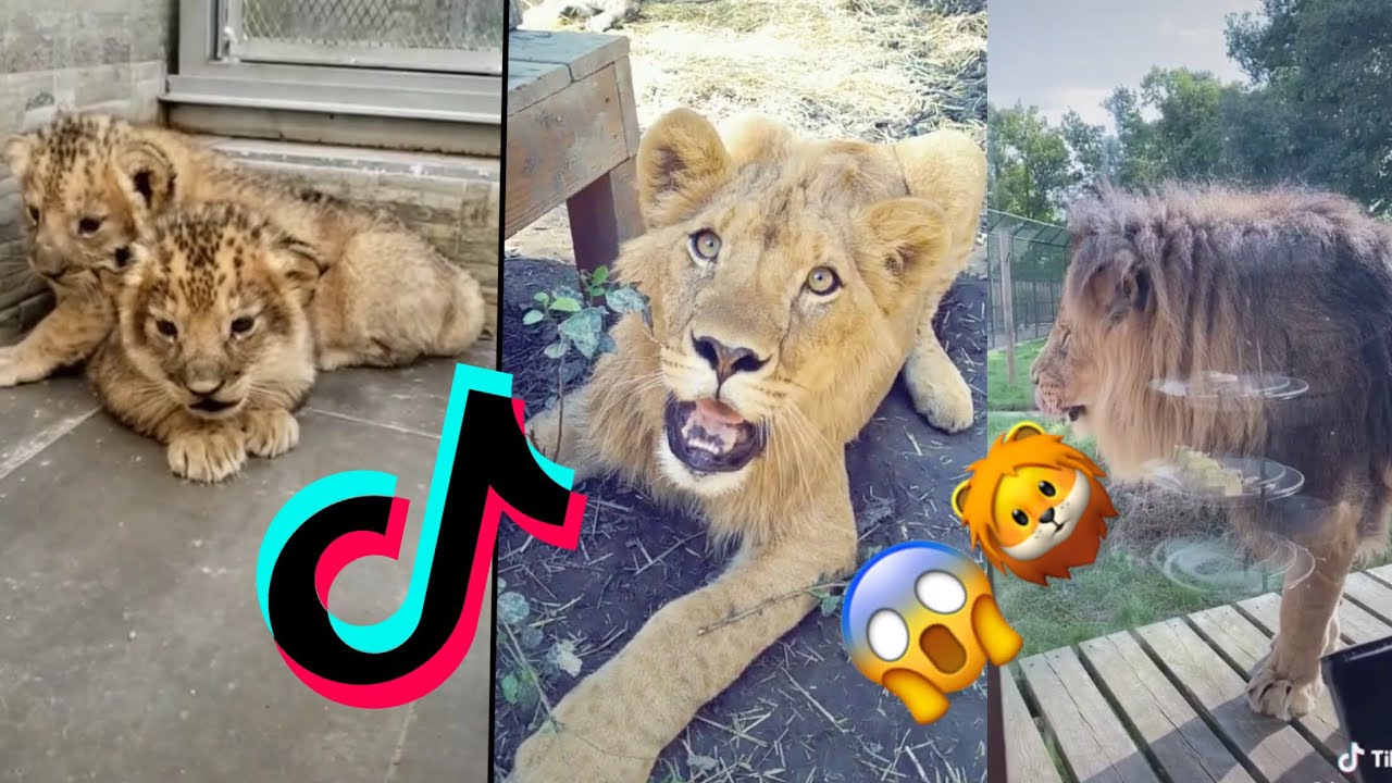 Lions of TikTok 🦁 BEST COMPILATION 1 YouTube