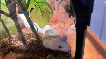 Unboxing ball python! ♡(Dynasty reptiles)