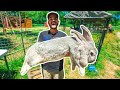 I Bought the WORLD'S LARGEST RABBIT for my BACKYARD FARM!!! (Exotic Animal Auction)