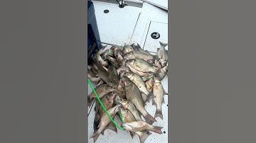 White Bass Filling a Stinky Pants 8