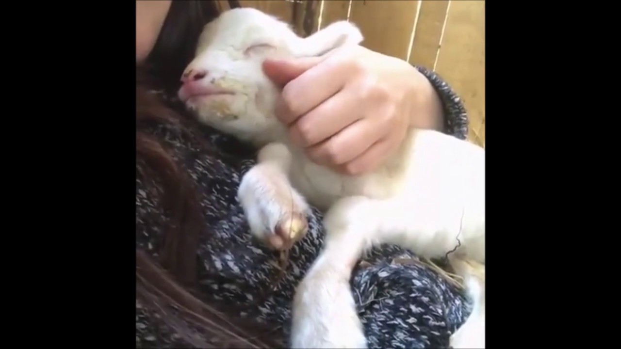 How To Properly Put Your Baby Lamb To Sleep =) YouTube
