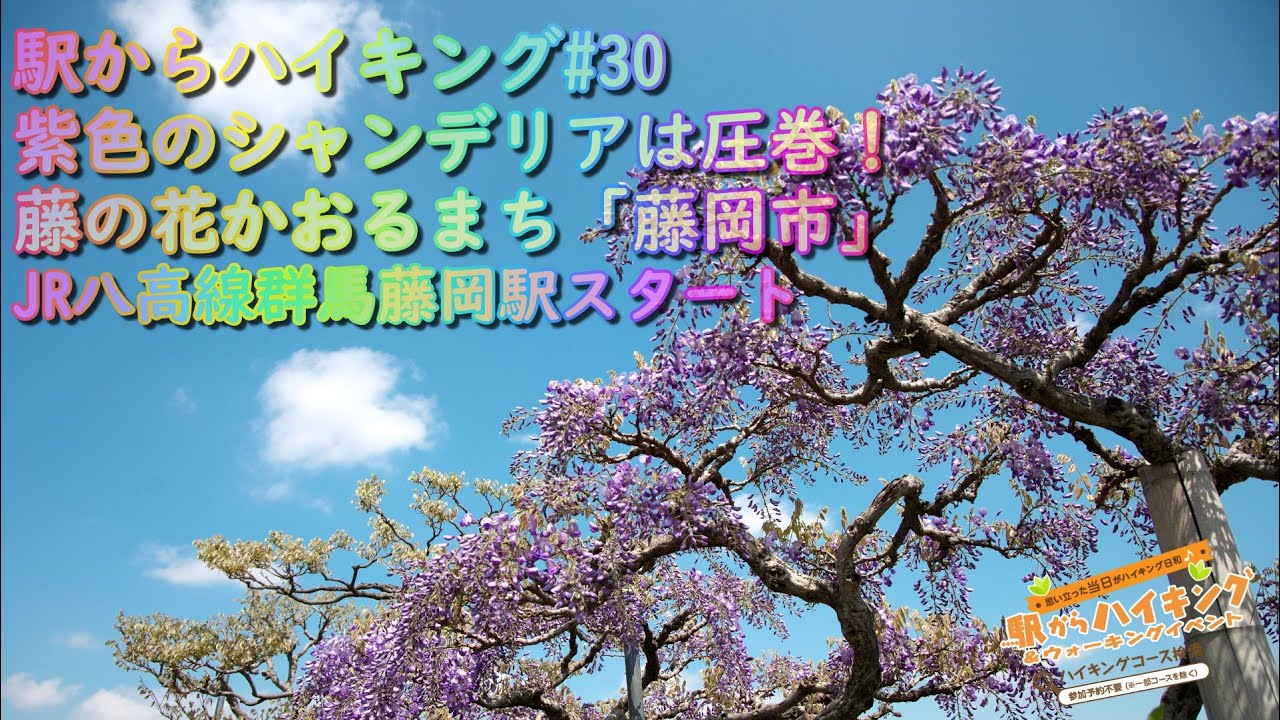駅からハイキング 30 紫色のシャンデリアは圧巻 藤の花かおるまち 藤岡市 Youtube