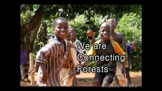 The Chimpanzees Of Bossou And Nimba Green Corridor Project