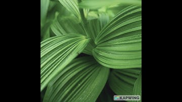 سورة الفاتحة - تامر إسلام