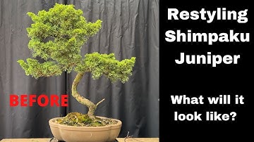 Bonsai restyling of shimpaku juniper into beautiful bonsai - wiring and how to create apex