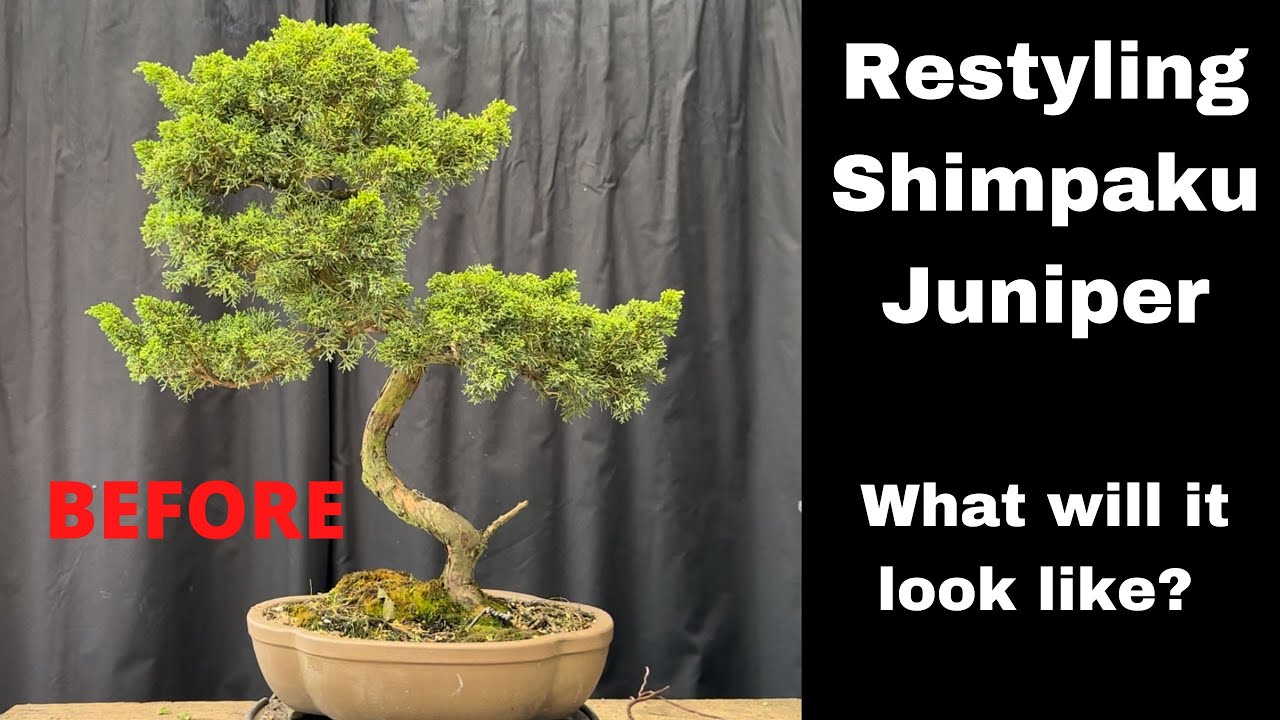 Bonsai restyling of shimpaku juniper into beautiful bonsai wiring and