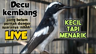Decu kembang ngriwik||yang belum pernah denger nih,LIVE