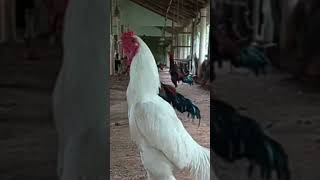 #aseelmurga white nuary murga hai sale per hai phone number 7607249326